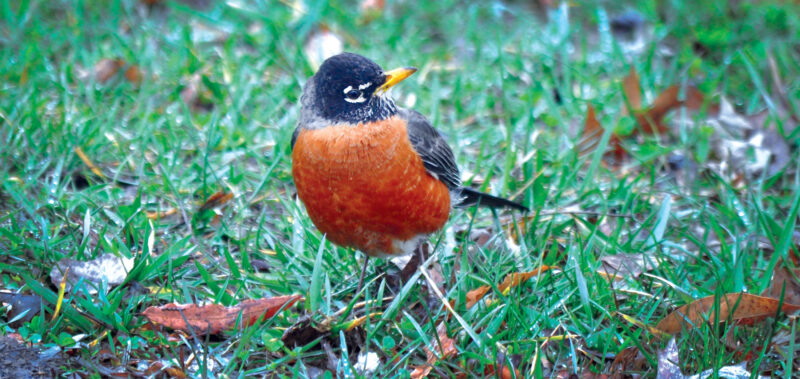 A New Spring Dawns: Vernal equinox marks the end of winter and the start of the season of renewal